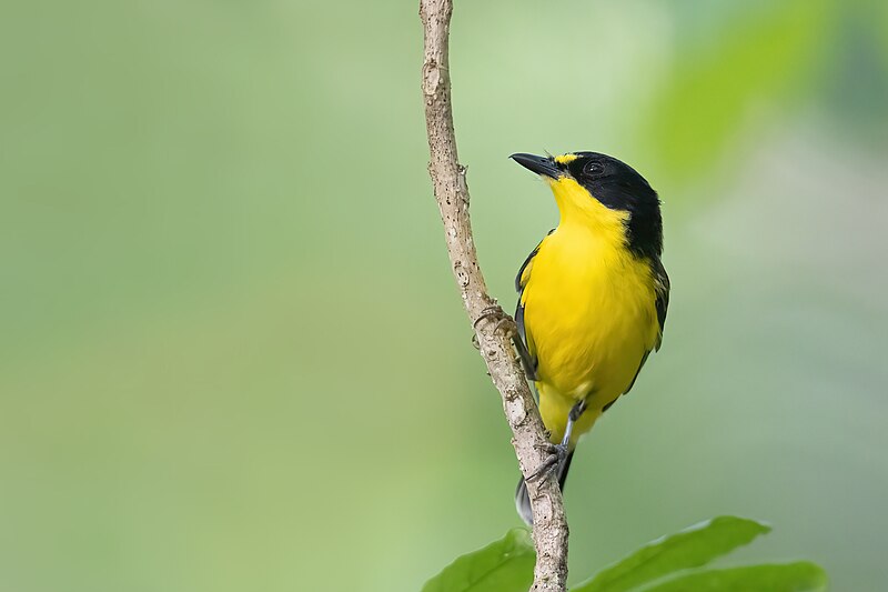 Yellow-throated Fiji Whistler (Pachycephala graeffii) photo