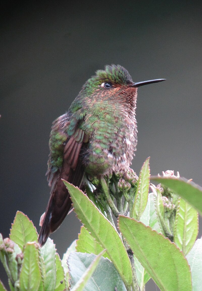 Viridian Metaltail (Metallura williami) photo