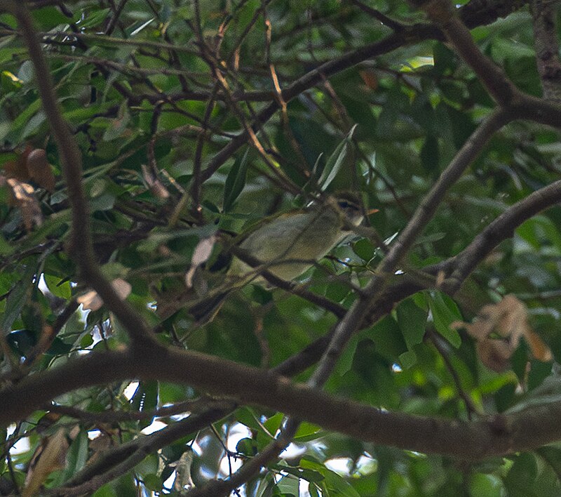 Uganda Woodland-Warbler (Phylloscopus budongoensis) photo