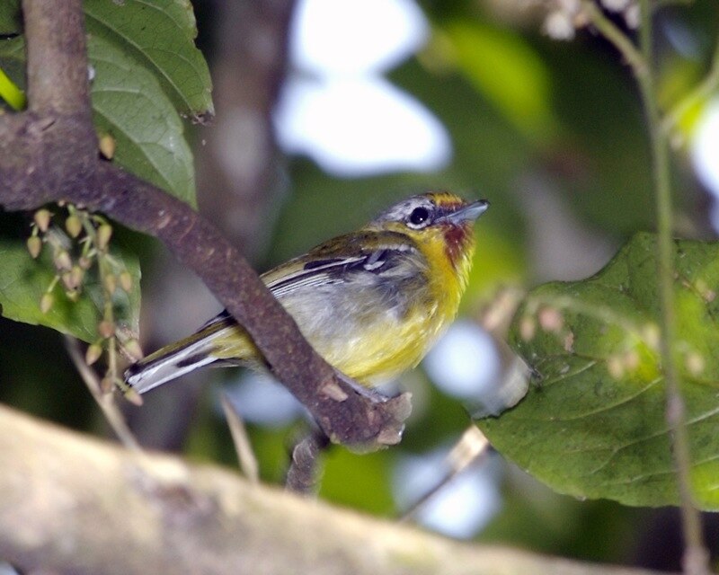Trilling Shrike-Babbler (Pteruthius aenobarbus) photo