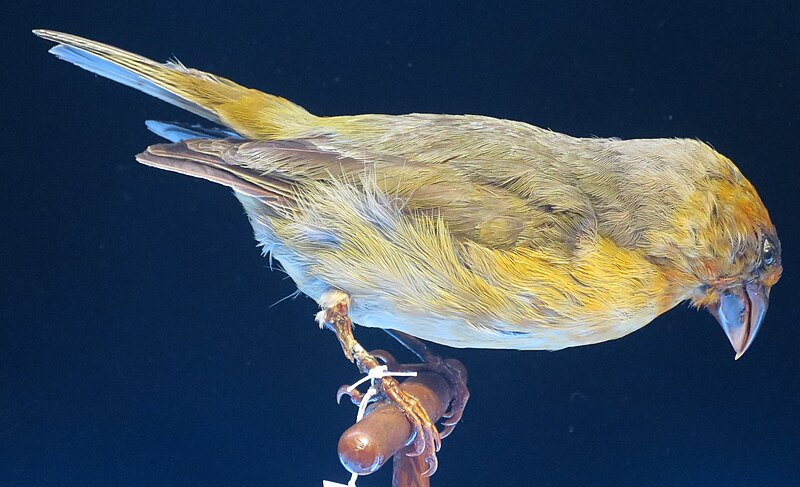 Greater Koa-Finch (Rhodacanthis palmeri) photo