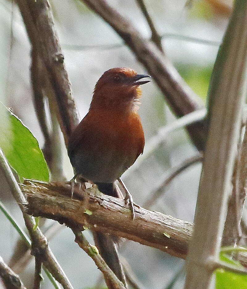 Chestnut-throated Spinetail (Synallaxis cherriei) photo