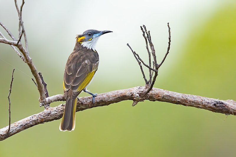 White-streaked Honeyeater (Trichodere cockerelli) photo