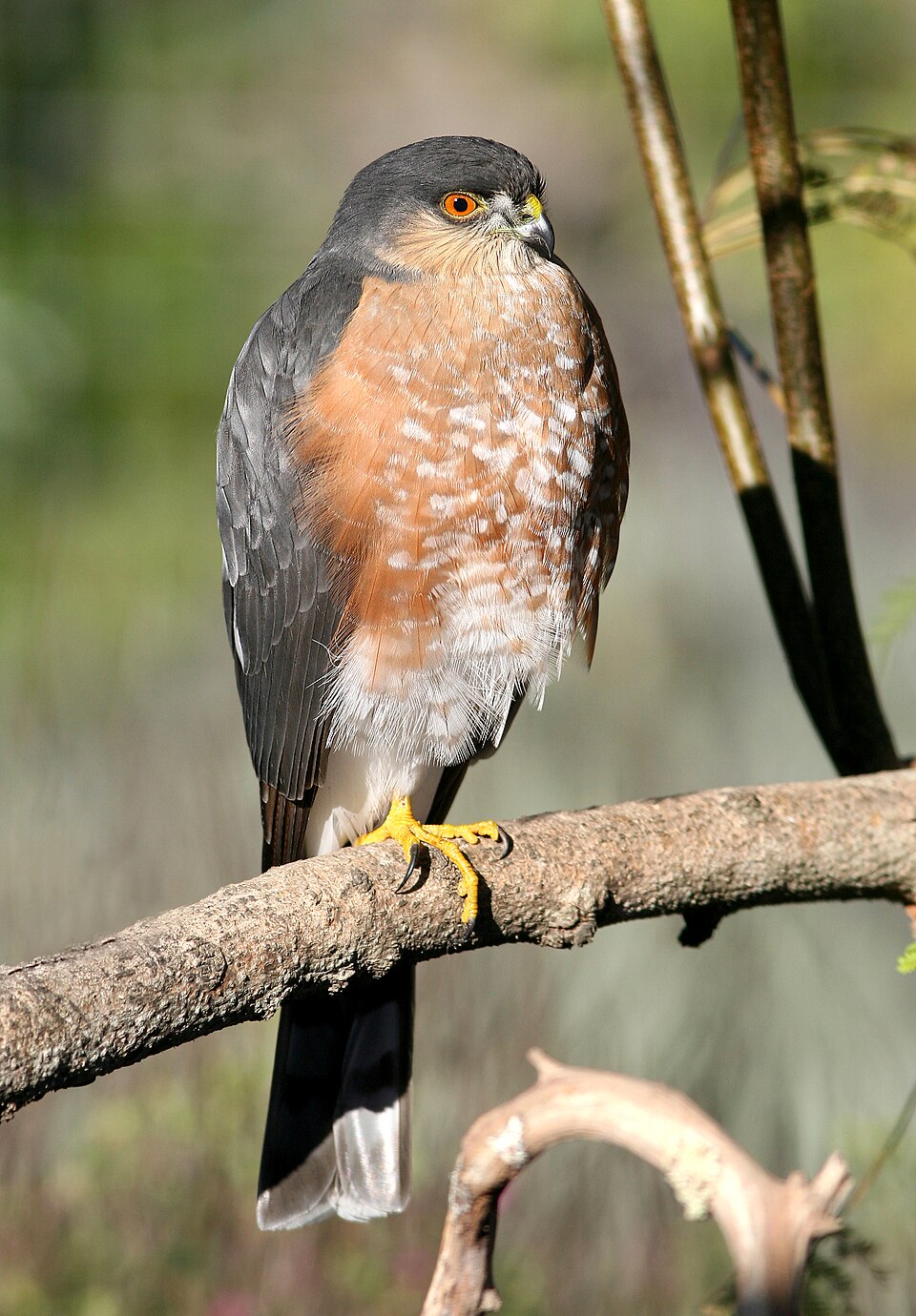 Sharp-shinned Hawk (Accipiter striatus)
