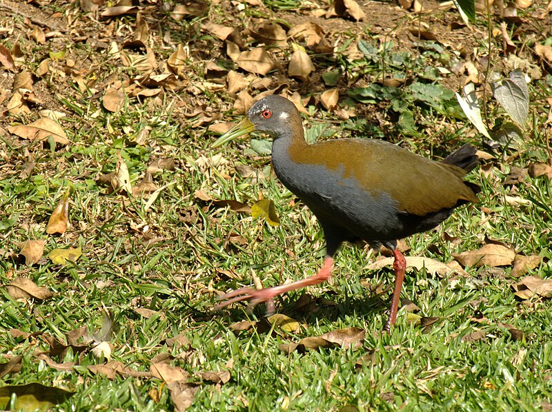 Slaty-breasted Wood-Rail (Aramides saracura) photo