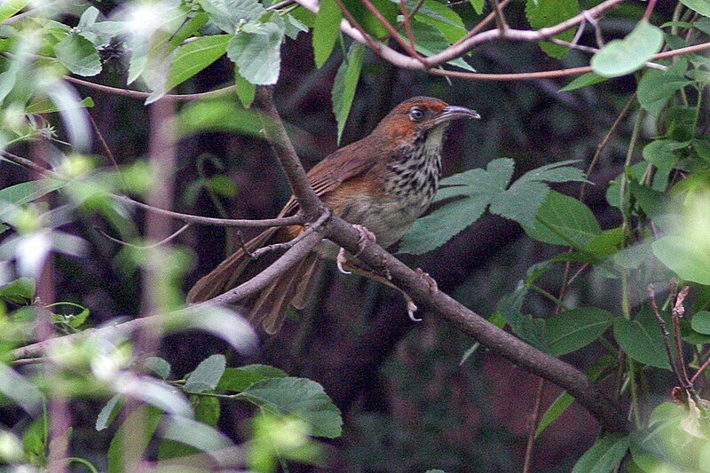 Black-streaked Scimitar-Babbler (Erythrogenys gravivox) photo
