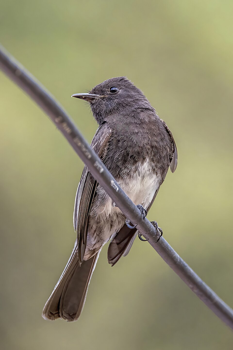 Black Phoebe (Sayornis nigricans)