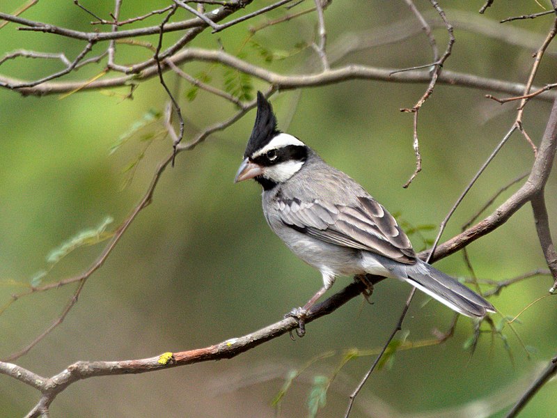 Black-crested Finch (Lophospingus pusillus) photo
