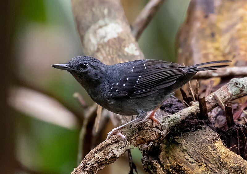 Humaita Antbird (Myrmelastes humaythae) photo