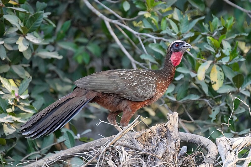 Chestnut-bellied Guan (Penelope ochrogaster) photo