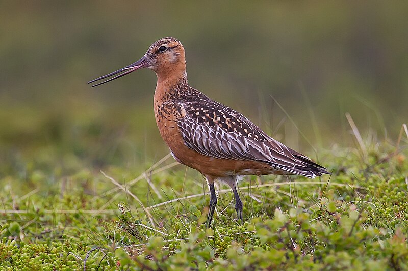 Bar-tailed Godwit (Limosa lapponica) photo