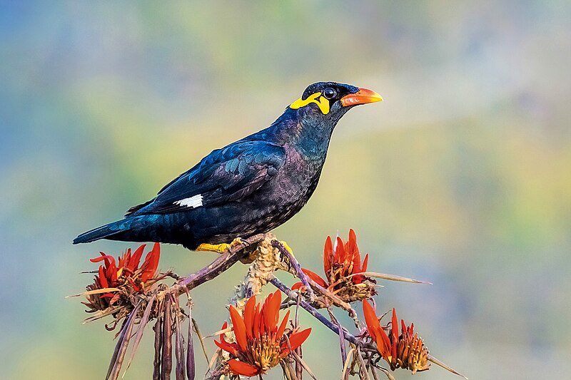 Common Hill Myna (Gracula religiosa) photo