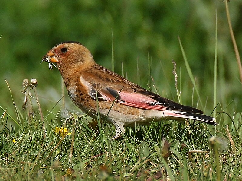 Crimson-winged Finch (Rhodopechys sanguineus) photo