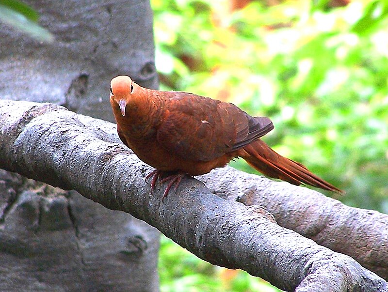 Ruddy Cuckoo-Dove (Macropygia emiliana) photo