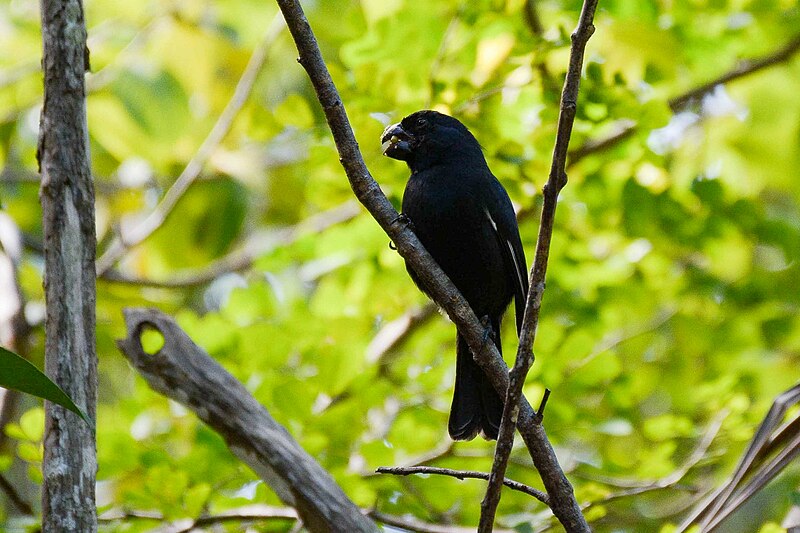 Grand Cayman Bullfinch (Melopyrrha taylori) photo