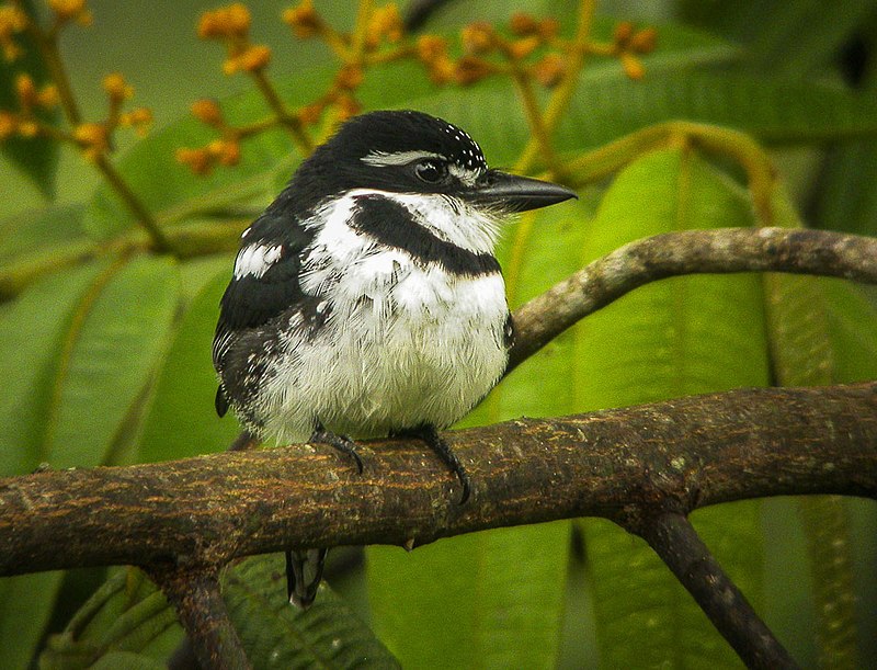 Pied Puffbird (Notharchus tectus) photo