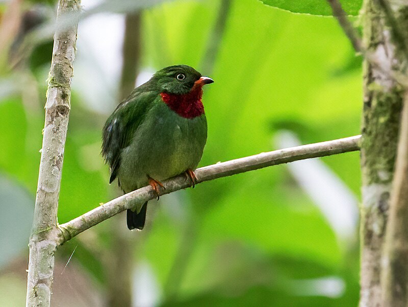 Fiery-throated Fruiteater (Pipreola chlorolepidota) photo