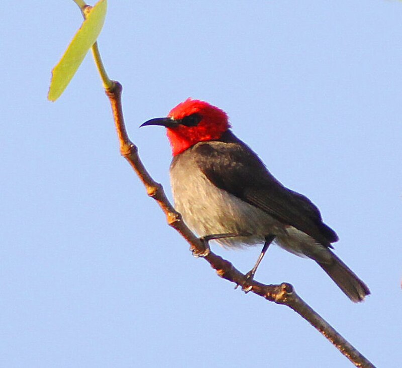 Red-headed Myzomela (Myzomela erythrocephala) photo