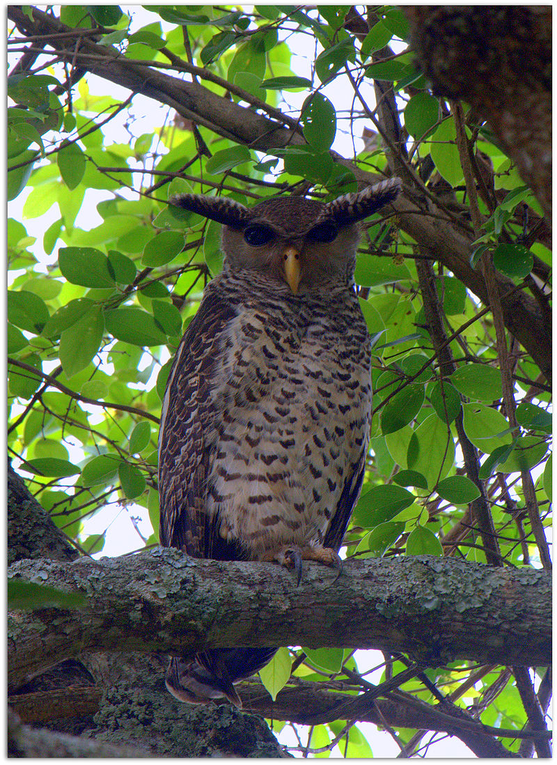 Spot-bellied Eagle-Owl (Ketupa nipalensis) photo