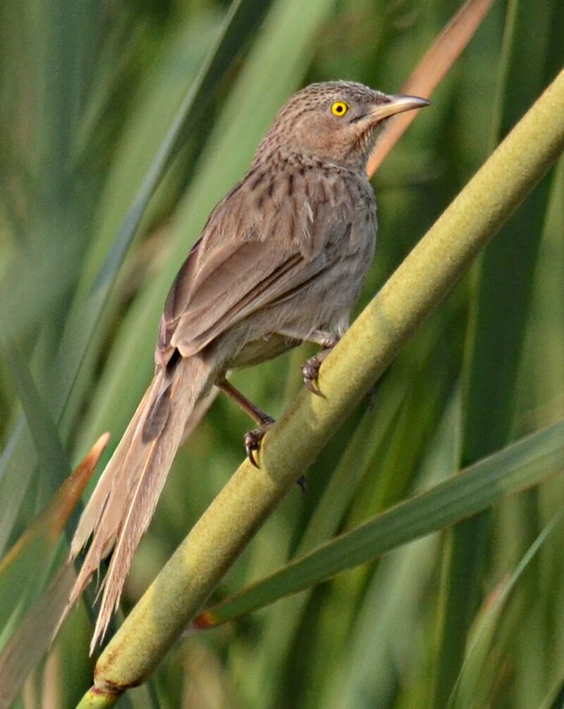Striated Babbler (Argya earlei) photo