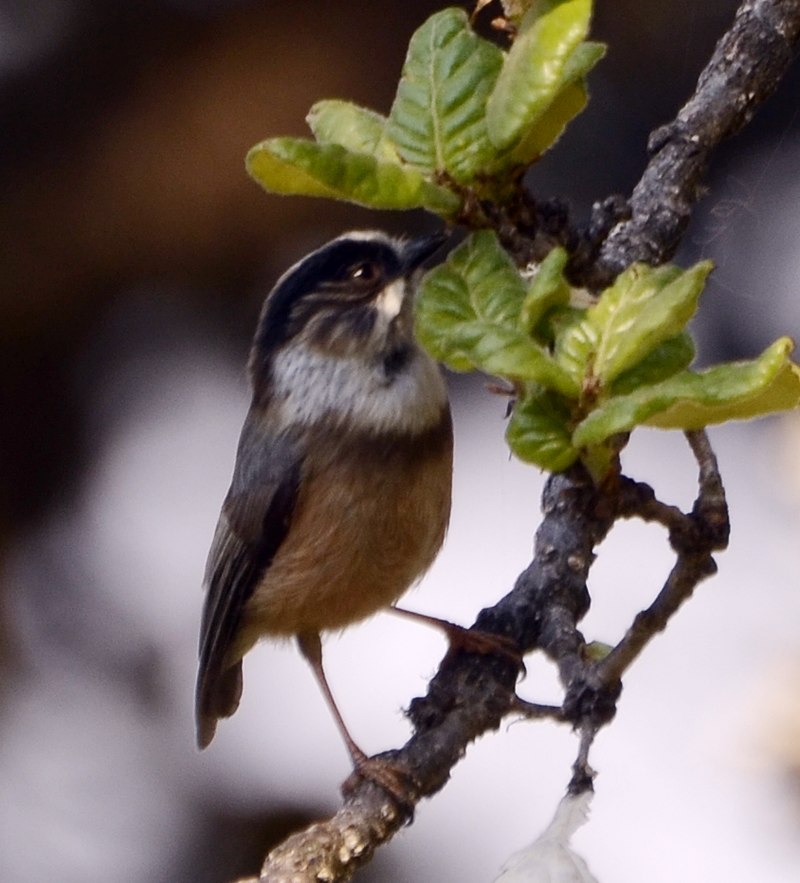White-throated Tit (Aegithalos niveogularis) photo