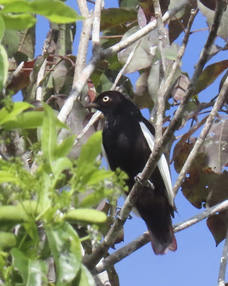 White-winged Cotinga (Xipholena atropurpurea) photo