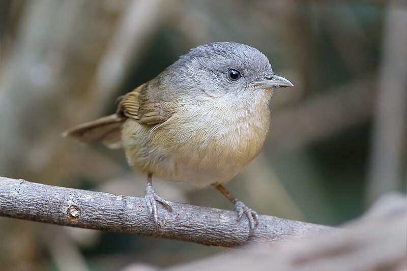 Brown-cheeked Fulvetta (Alcippe poioicephala) photo