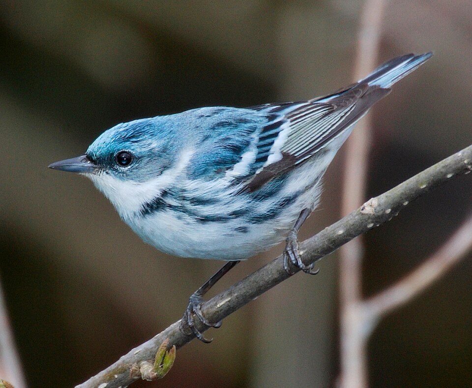 Cerulean Warbler (Setophaga cerulea)