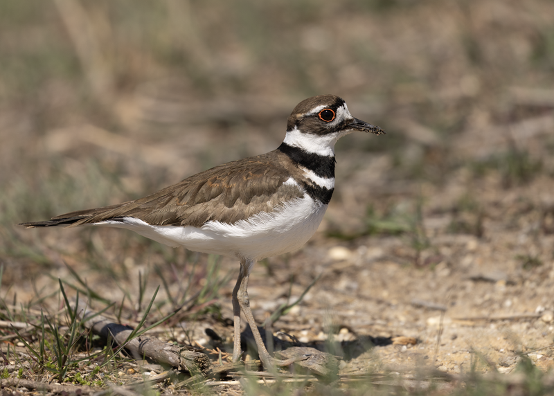 Killdeer (Charadrius vociferus) photo