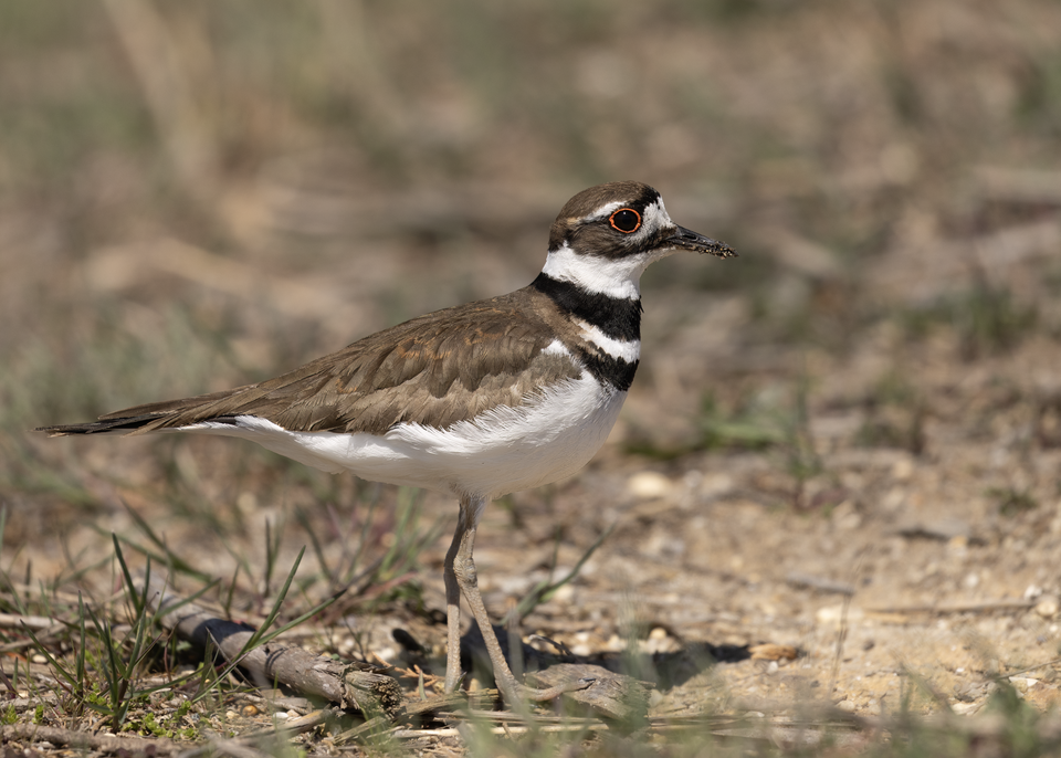 Killdeer (Charadrius vociferus)