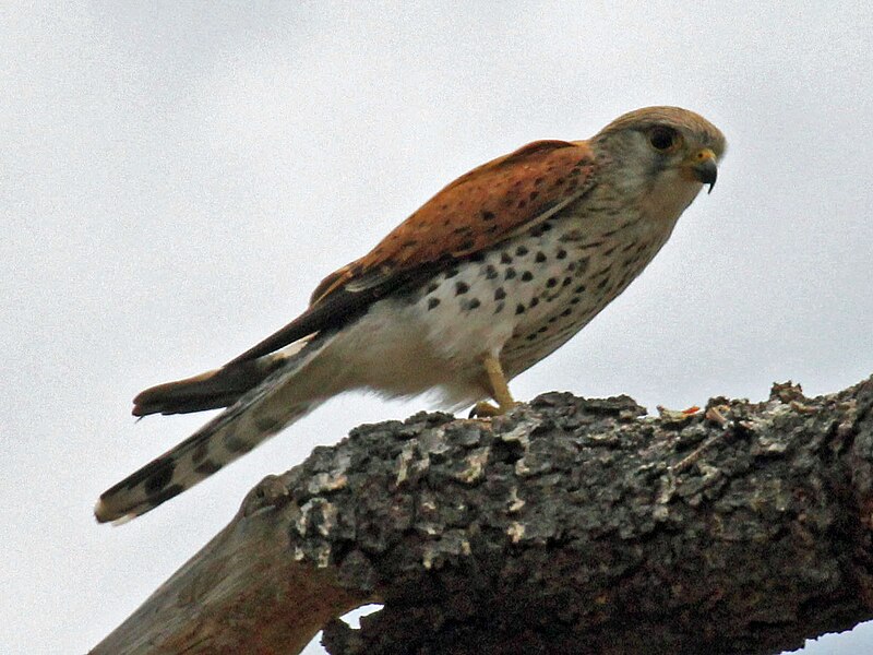 Malagasy Kestrel (Falco newtoni) photo