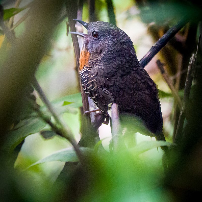 Mishmi Wren-Babbler (Spelaeornis badeigularis) photo