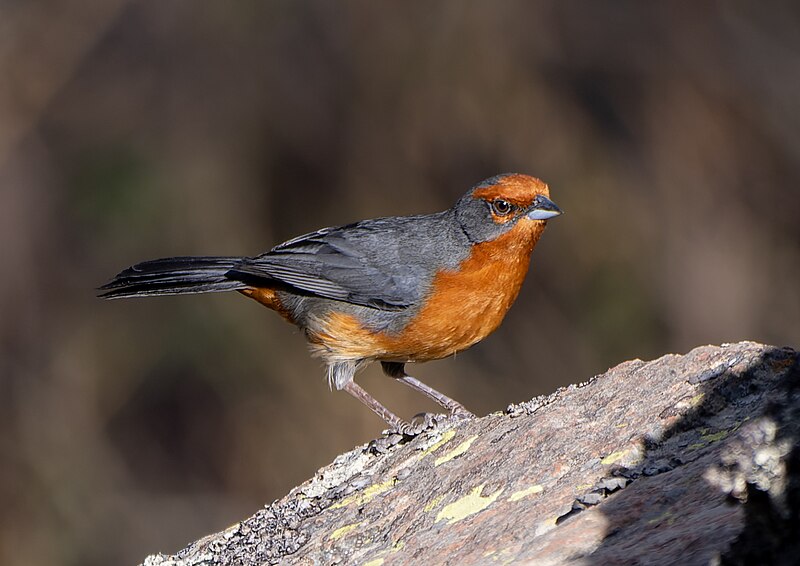 Cochabamba Mountain Finch (Poospiza garleppi) photo