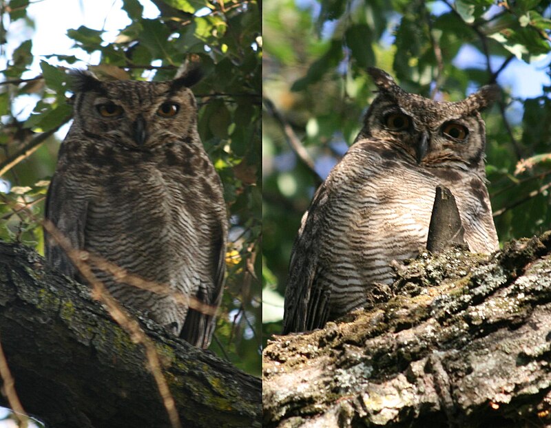 Lesser Horned Owl (Bubo magellanicus) photo