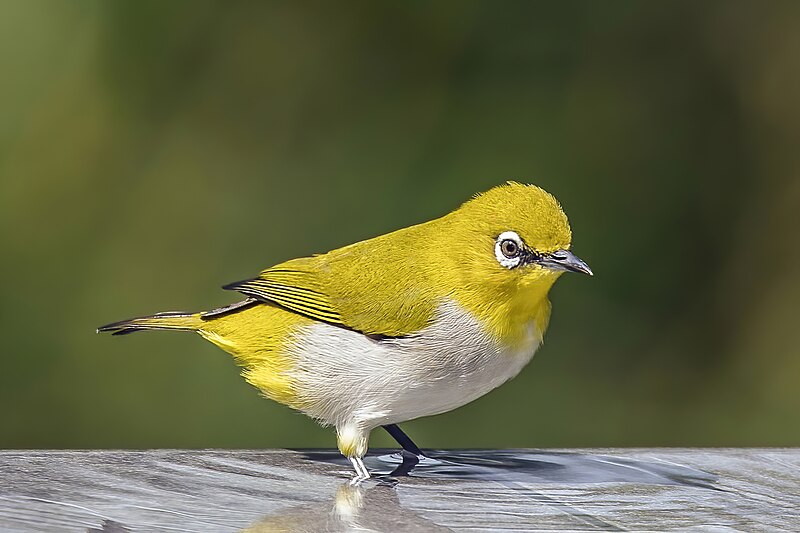 Indian White-eye (Zosterops palpebrosus) photo