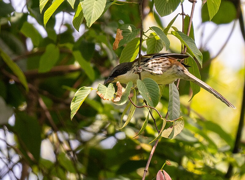 Gray-crowned Crocias (Laniellus langbianis) photo