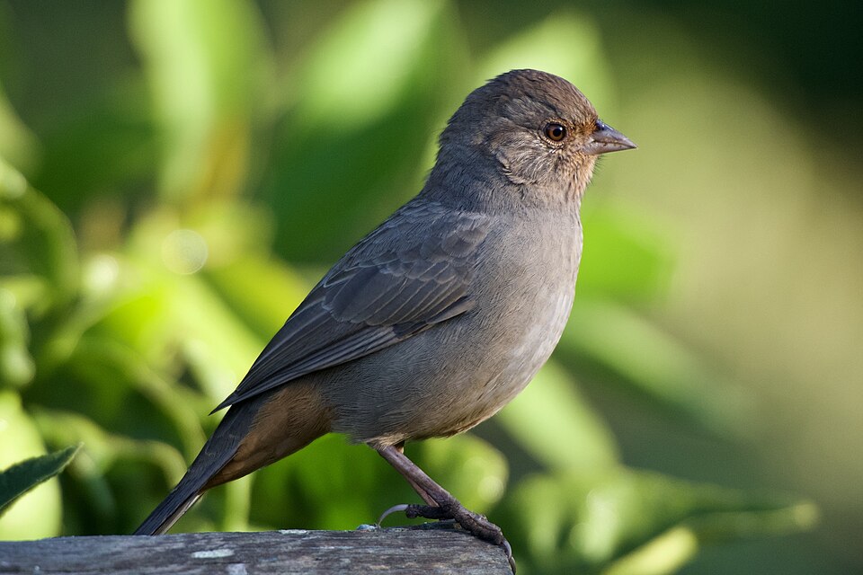 California Towhee (Melozone crissalis)