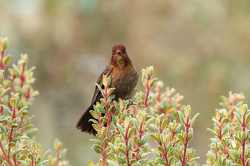 Coppery Metaltail (Metallura theresiae) photo