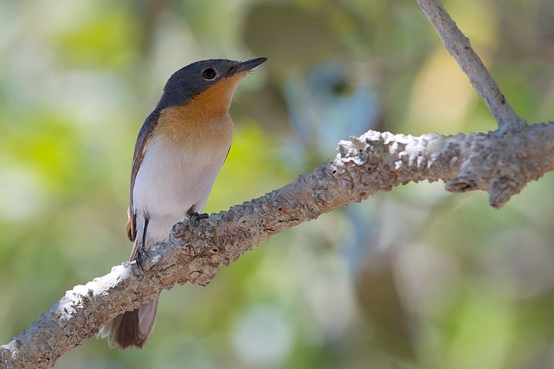 Broad-billed Flycatcher (Myiagra ruficollis) photo