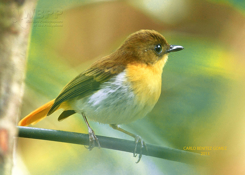 Palawan Flycatcher (Ficedula platenae) photo