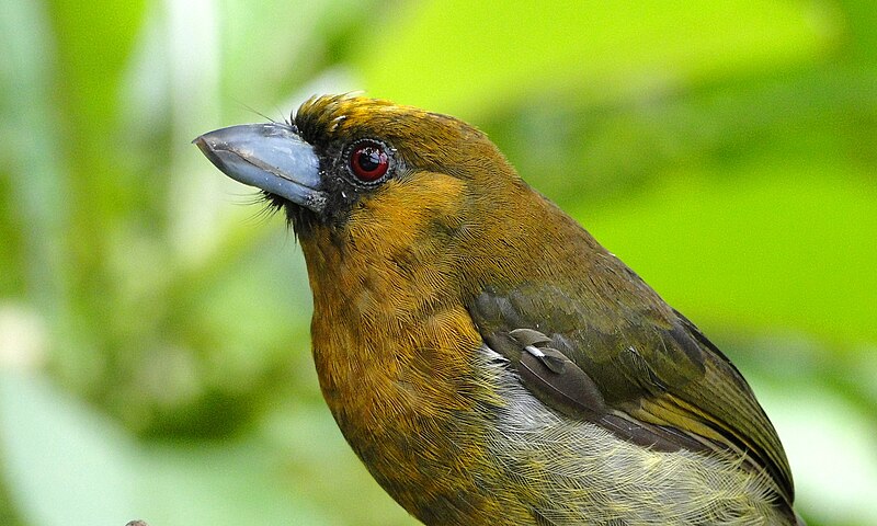 Prong-billed Barbet (Semnornis frantzii) photo
