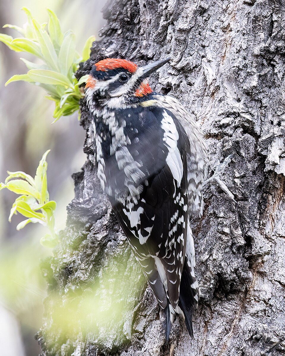 Red-naped Sapsucker (Sphyrapicus nuchalis)