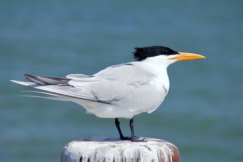 Royal Tern (Thalasseus maximus)