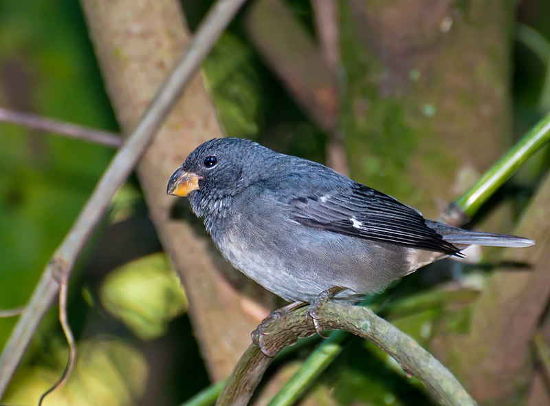 Temminck's Seedeater (Sporophila falcirostris) photo