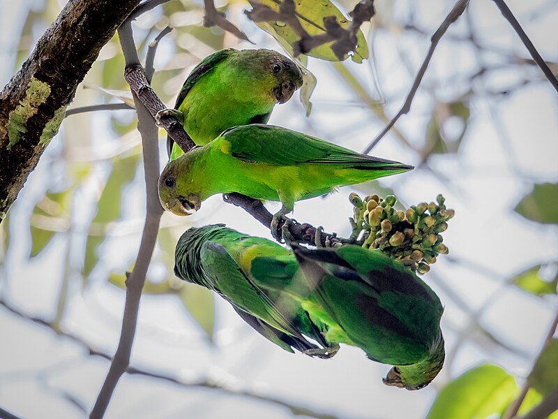 Sapphire-rumped Parrotlet (Touit purpuratus) photo
