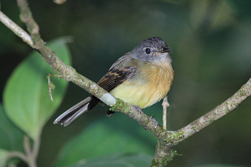 Tawny-chested Flycatcher (Aphanotriccus capitalis) photo