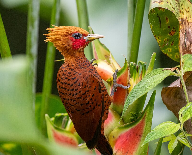 Chestnut-colored Woodpecker (Celeus castaneus) photo