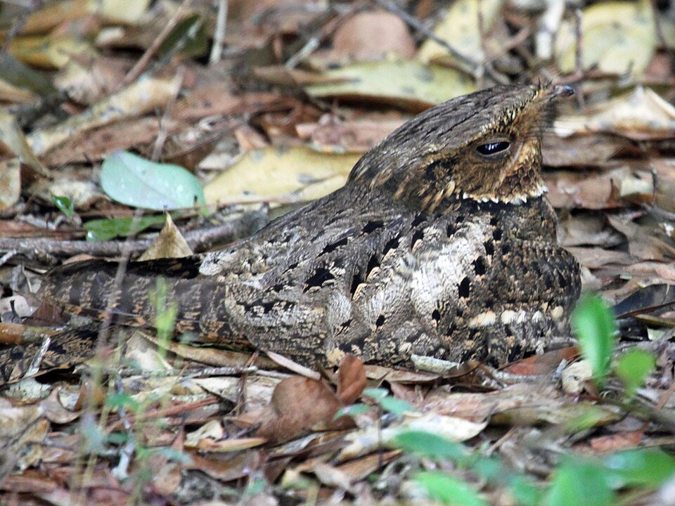 Chuck-will's-widow (Antrostomus carolinensis)