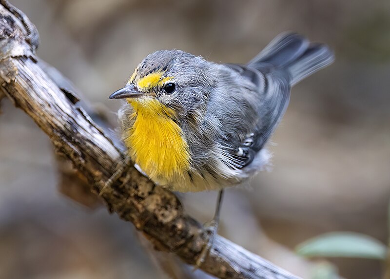 Grace's Warbler (Setophaga graciae) photo