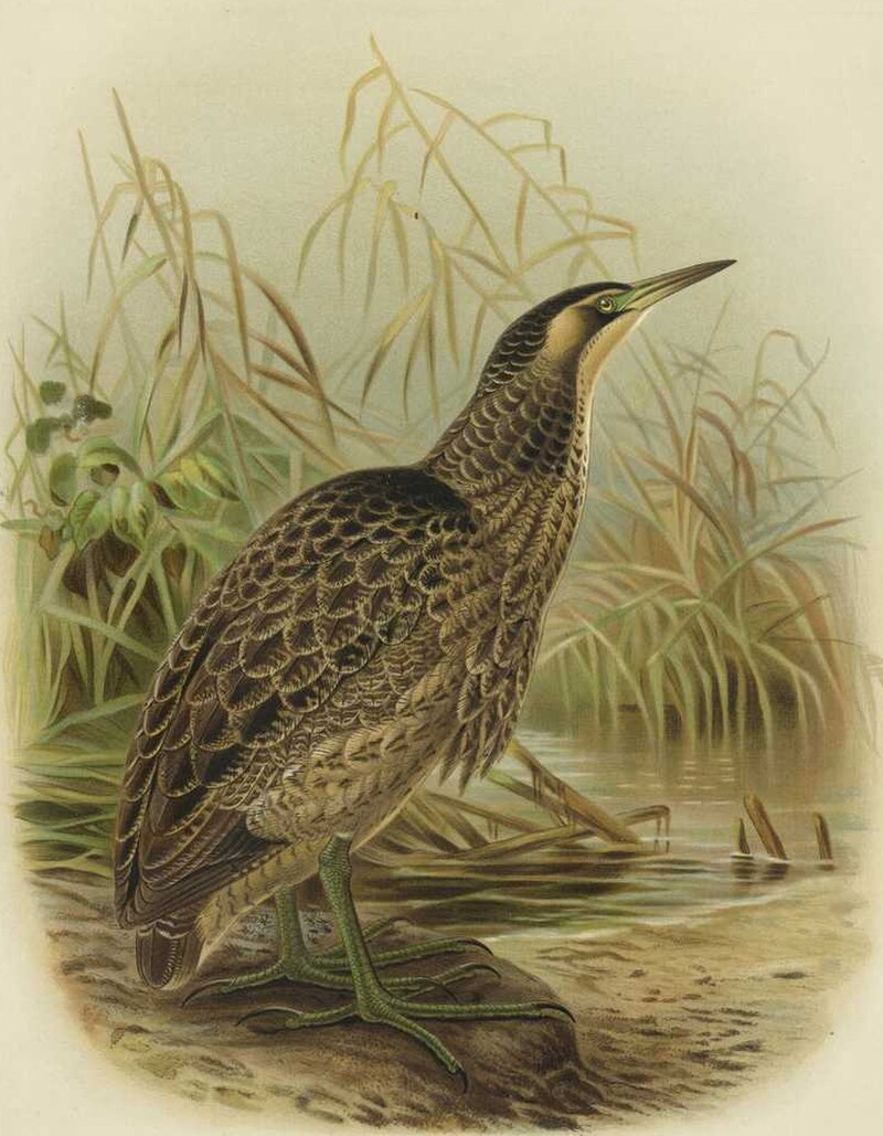 Australasian Bittern (Botaurus poiciloptilus) photo